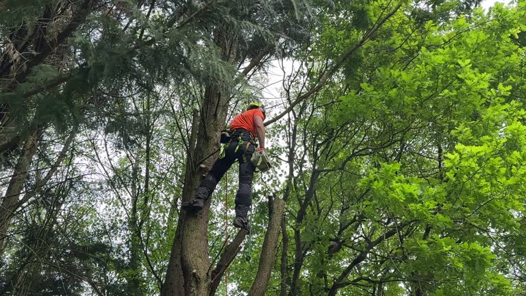 Best Tree Cabling and Bracing  in Walce, LA